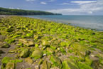 Green algae rocks on the shore at Sand River Beach, Raven Head wilderness area, near Joggins.