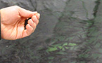 A hand with feed above a tank containing hundreds of sea bass.