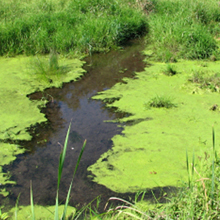 Blue Green Algae