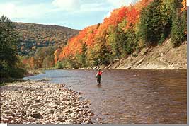 Fishing on the Margaree River