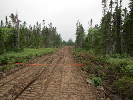 Preparing for culvert installation on a forestry road across a swamp
