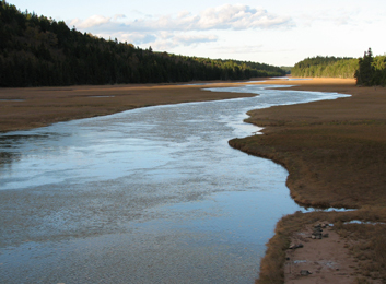 Image of a salt marsh on the Bay of Fundy