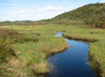 Image of a shallow marsh