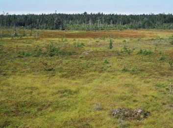 Shelburne-area bog