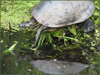 Image of a Painted turtle