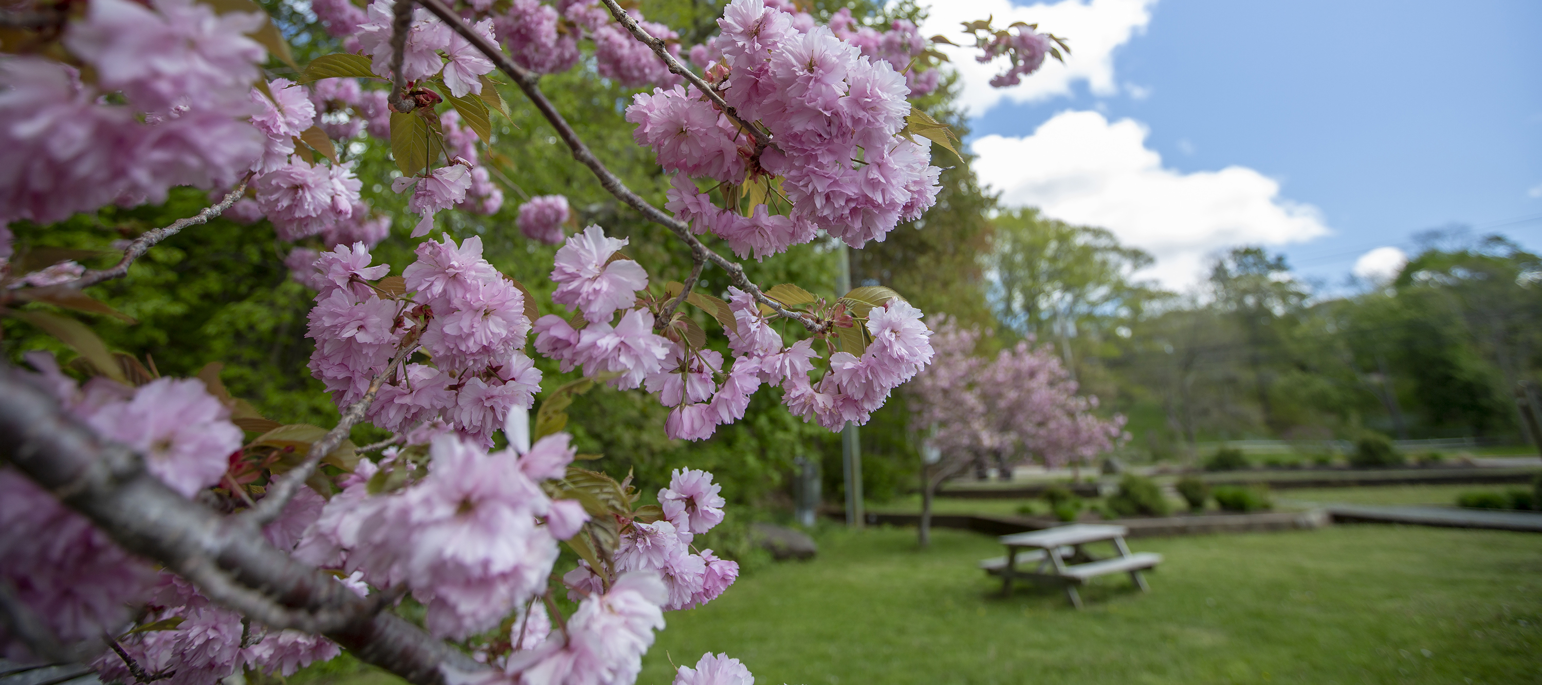 Cherry blossoms in a Kentville park