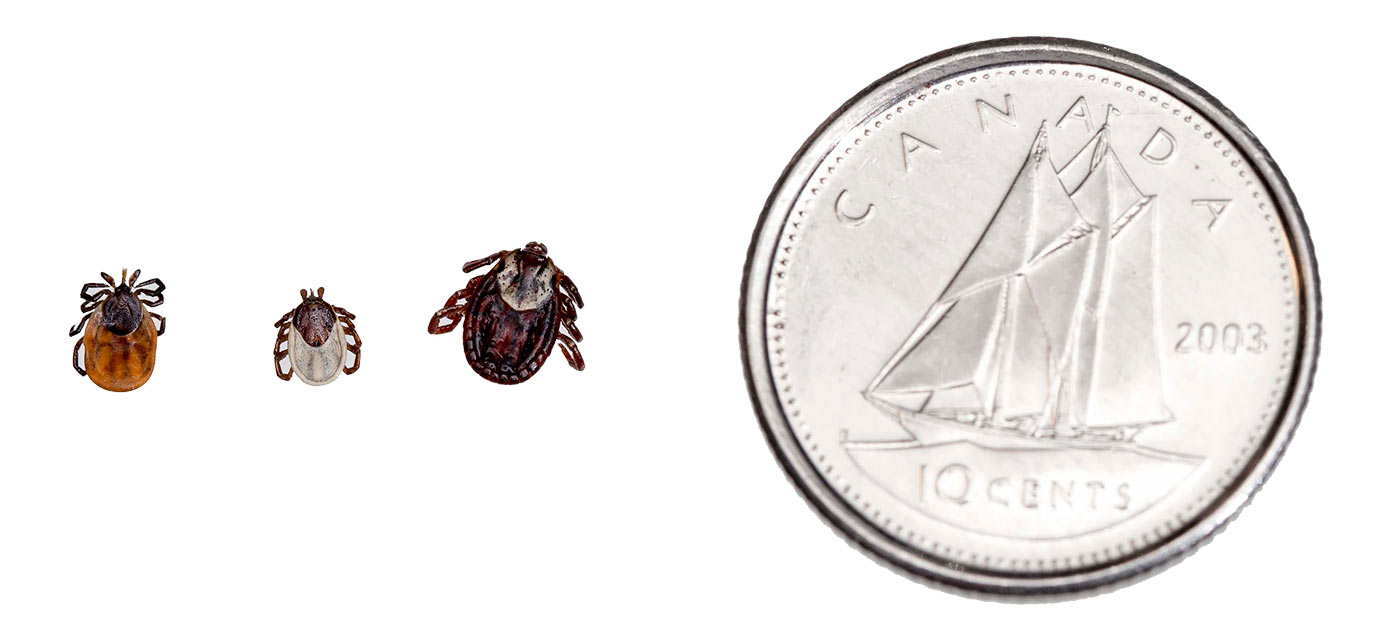 Three types of ticks shown next to a dime for scale