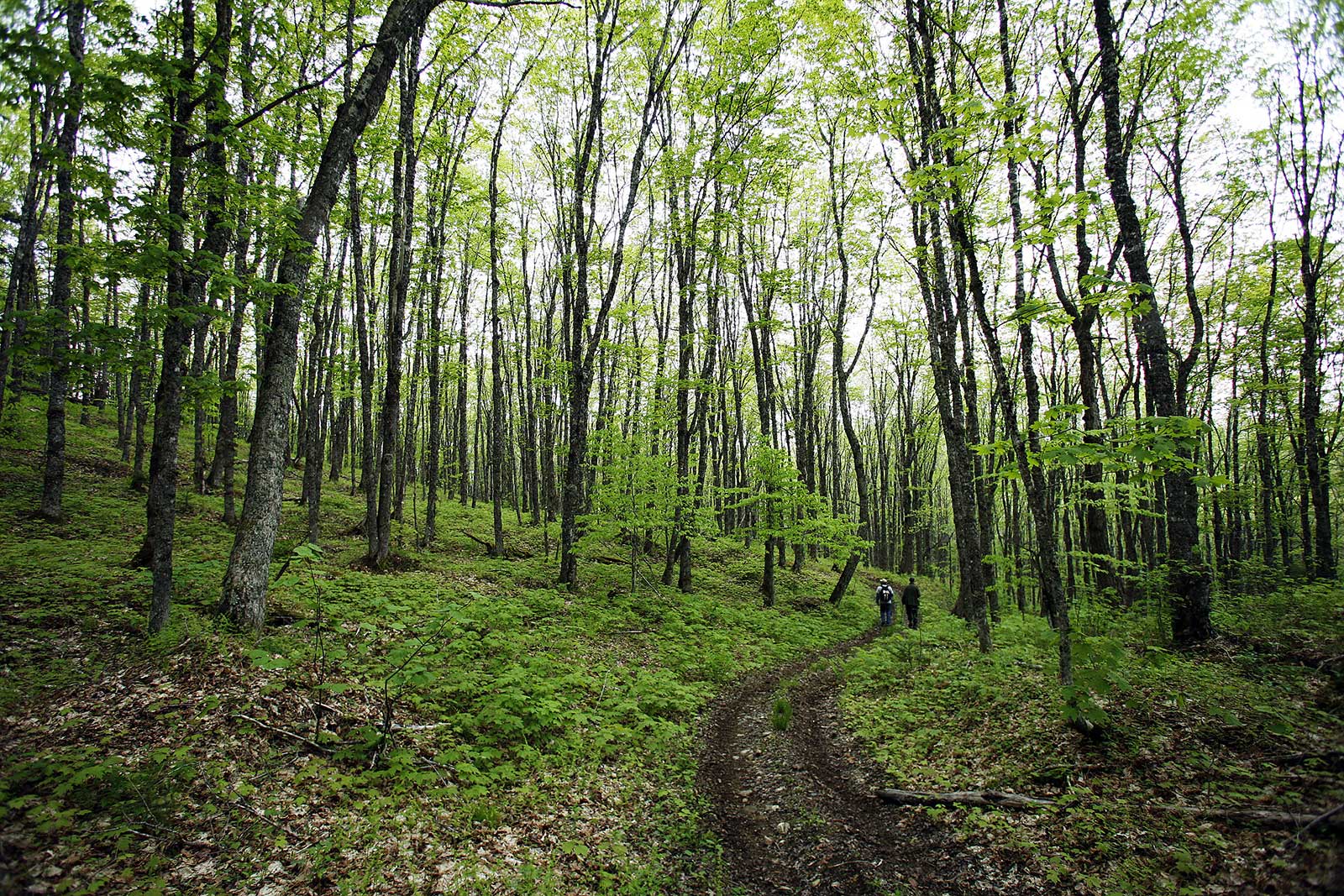 Wilderness area in Portapique Nova Scotia.